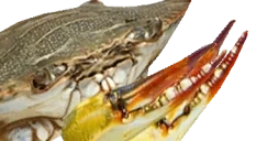 EZCRAB emote for Discord
