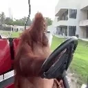 F1Skin emote for Discord