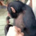 ezgif30a395b459d emote for Discord