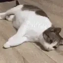 ezgif58f7835ab11 emote for Discord