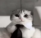 FancyCatIsPreparingForH emote for Discord