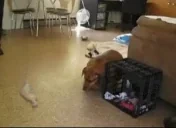 fatdoggif emote for Discord