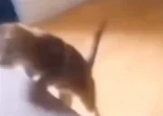 Falling emote for Discord