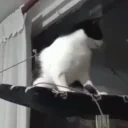 Fall emote for Discord