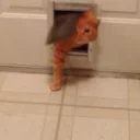 FatCatArrive emote for Discord