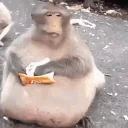 fatMonkeyEatingChips emote for Discord