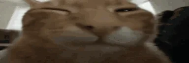 fatasswizardcatexplodesbuh emote for Discord