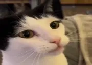 fastLICKA emote for Discord