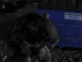 fatrat emote for Discord