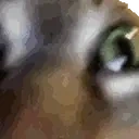 fanccy_catto emote for Discord