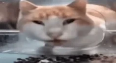 fartcat emote for Discord