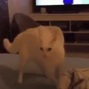 Fall emote for Discord