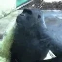 fax emote for Discord