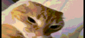 fatasswizardcatexplodescuh emote for Discord