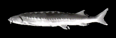 fastestjoel emote for Discord