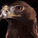 falcon emote for Discord
