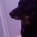 falcoTired emote for Discord