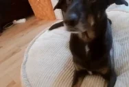 FalcoSniffa emote for Discord