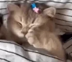 FacePalm emote for Discord