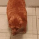 FatCatLeave emote for Discord