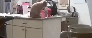 Falle emote for Discord