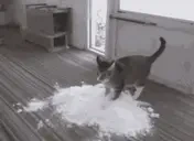 falopa emote for Discord