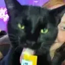 fasso emote for Discord