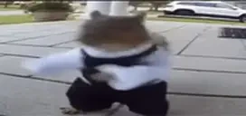 fastbelka emote for Discord