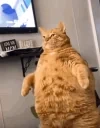 fatcat emote for Discord
