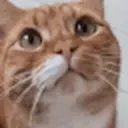 fasaMeow emote for Discord