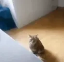 fallcat emote for Discord