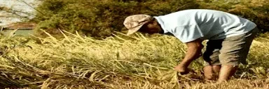 Farming emote for Discord