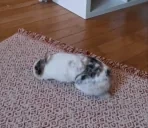 fakeflop emote for Discord