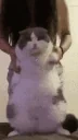 FatterCatDance emote for Discord