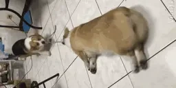 fatdogpull emote for Discord