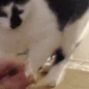 Fallge emote for Discord