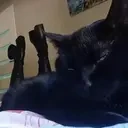 fashionista emote for Discord