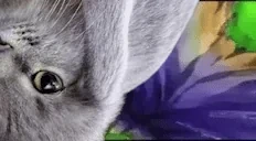 fallbbit emote for Discord