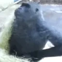 faxx emote for Discord