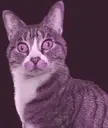 FartCat emote for Discord