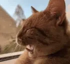 fasayawn emote for Discord