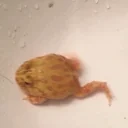 fatfroggif emote for Discord