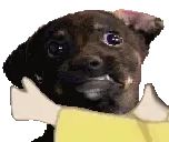 falcoCute emote for Discord