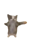 fastcatcatexcited emote for Discord