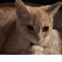 fantajam emote for Discord