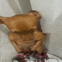 FachaDogg emote for Discord