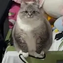 fatass emote for Discord