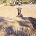 falliNG emote for Discord