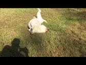 FATDOGEXCITED emote for Discord