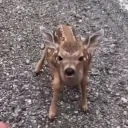 fallingtomyknees emote for Discord